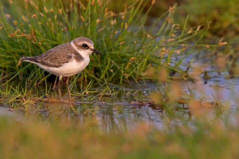 Animals, birds, plover, Kentish plover, (Charadrius alexandrinus), biotope, habitat, foraging,