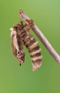 Small emperor moth (Saturnia pavonia), female, unfolding wings after hatching, Germany