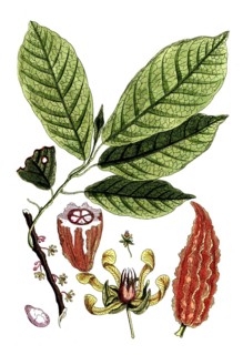 Theobroma cacao, cocoa tree, digital reproduction of a historical model, between 1790 and 1810