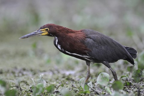 Rufescent Tiger Heron (Tigrisoma lineatum) foraging, Pantanal, Brazil