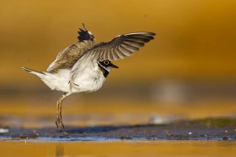 Little Ringed Plover (Charadrius dubius) female flapping, North Rhine-Westphalia, Germany