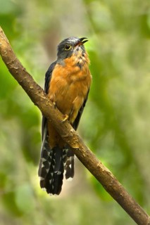 Chestnut-breasted Cuckoo (Cacomantis castaneiventris) calling, Queensland, Australia