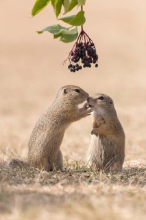 Two European ground squirrel (Spermophilus citellus) or European souslik standing erected in dry