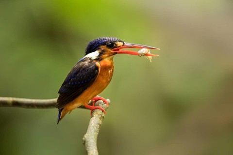Blue-eared Kingfisher (Alcedo meninting) female perched on a branch with fish in beak, Selangor,