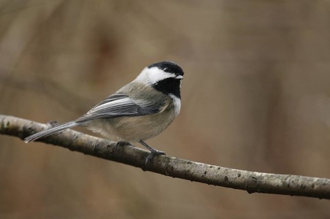 Black-capped Chickadee (Poecile atricapillus), British Columbia, Canada