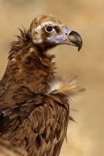 Cinereous Vulture (Aegypius monachus), Spain