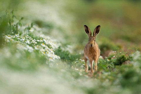 European brown hare (Lepus europaeus) adult animal in a farmland field with Mayweed flowers in