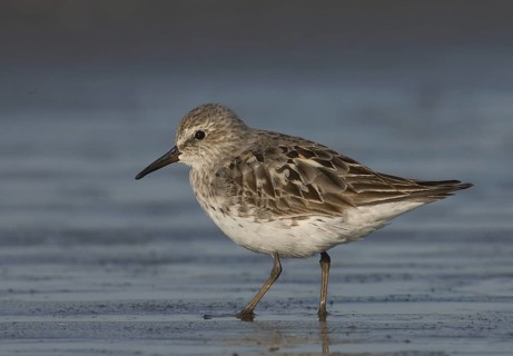 White-rumped Sandpiper (Calidris fuscicollis), Ohio, USA