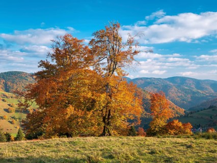Typical Black Forest landscape with old solitary beech trees in a meadow in autumn under blue sky