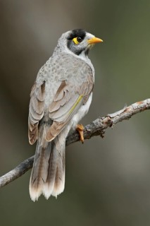 Noisy Miner (Manorina melanocephala), Victoria, Australia