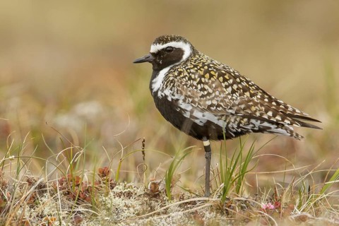 Pacific Golden Plover (Pluvialis fulva) perched on the tundra in Nome, Alaska