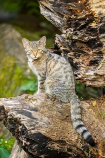 European wildcat (Felis silvestris silvestris) on an old tree trunk, Hesse, Germany