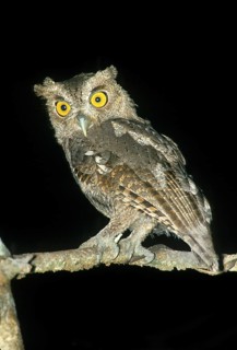 Pacific Screech-Owl Megascops cooperi Rancho Dundee near Ceiba, Alajuela, Costa Rica March Adult