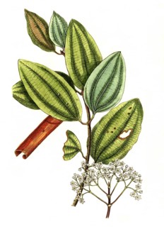 Laurus cinnamimum, Ceylon cinnamon tree or true cinnamon tree, digital reproduction of a historical