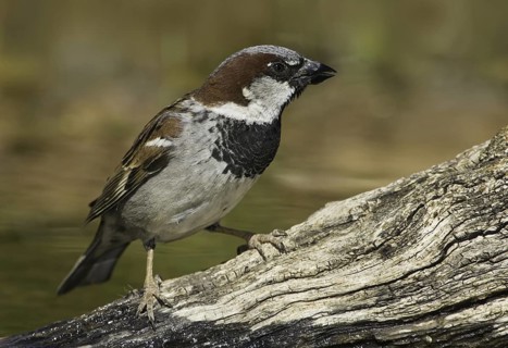 House Sparrow (Passer domesticus) male, Arizona, USA
