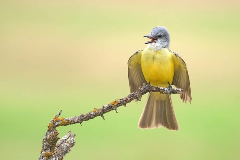 Couch's Kingbird (Tyrannus couchii) singing, Texas, USA