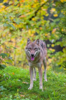 A eurasian gray wolf (Canis lupus lupus) stands on a green meadow on hilly terrain. Fall foliage is