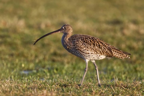 Eurasian Curlew (Numenius arquata) foraging, North Rhine-Westpalia, Germany