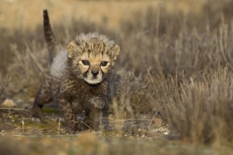 Cheetah (Acinonyx jubatus) cub walking, Castile-La Mancha, Spain