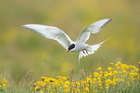Arctic Tern (Sterna paradisaea) flying over flowering meadow, Iceland
