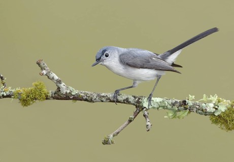 Blue-grey Gnatcatcher (Polioptila caerulea), Texas, USA