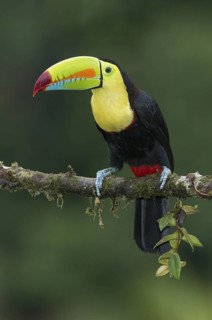 Keel-billed Toucan (Ramphastos sulfuratus), Costa Rica