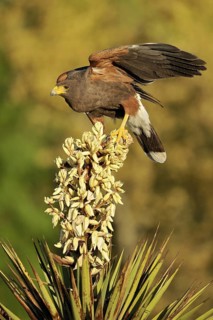 Harris's Hawk (Parabuteo unicinctus), Texas, USA