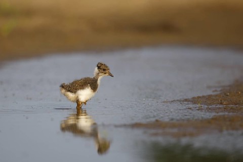 Northern Lapwing (Vanellus vanellus) juvenile, North Rhine-Westphalia, Germany