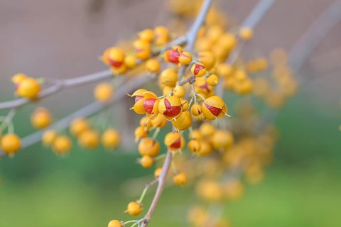 Celastrus orbiculatus (Celastrus orbiculatus 'Diana'), Pruhonice Dendrological Garden, Czech