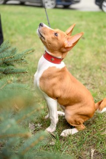 Small basenji puppy on a delightful walk with his owner in a grassy park. The playful dog explore