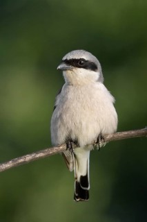 Red-backed Shrike (Lanius collurio) male, Saxony-Anhalt, Germany