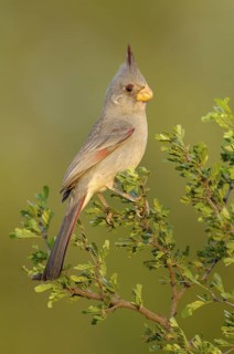 Pyrrhuloxia (Cardinalis sinuatus) female, Texas, USA