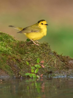 Hooded Warbler (Setophaga citrina) female at a waterhole, Texas, USA