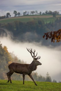 A red deer stag (Cervus elaphus) runs across a meadow. A forest with autumn leaves can be seen in