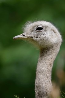 Darwin's rhea (Pterocnemia pennata) or lesser nandu, portrait, Patagonia, Chile