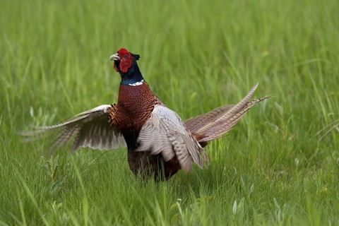 Common Pheasant (Phasianus colchicus) male, Lake Neusiedl, Austria