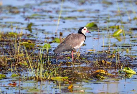 Long-toed Lapwing (Vanellus crassirostris), bird on the shore, Mabamba Swamp, Lake Victoria, Uganda
