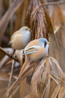 Bearded Reedling (Panurus biarmicus) pair perched on reeds, Baden-Wuerttemberg, Germany