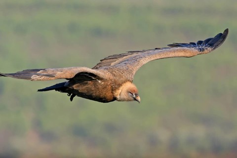 Griffon Vulture, Eurasian Griffon Vulture, Griffon Vulture, Eurasian Griffon, (Gyps fulvu), Vautour