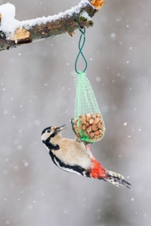 Great spotted woodpecker (Dendrocopos major), Germany
