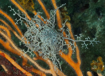 Gorgon's head (Astrocladus euryale)