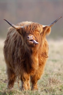 Highland cow or cattle (Bos taurus taurus) adult farm animal sticking its tongue out, England,