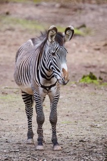 Grévy's zebra (Equus grevyi) standing on the ground, Germany