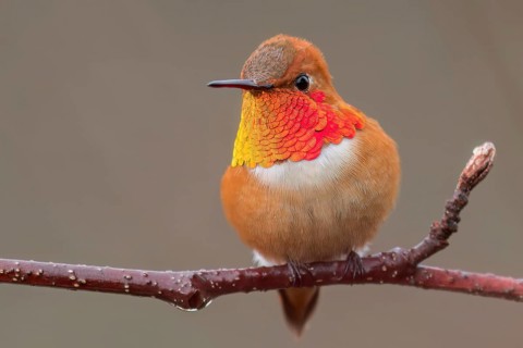 Rufous Hummingbird (Selasphorus rufus) perched on a branch in Victoria, BC, Canada
