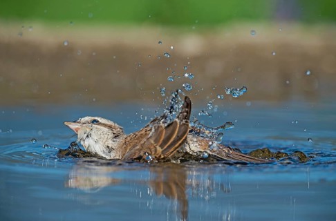 Red-backed Shrike (Lanius collurio) juvenile bathing, Aosta Valley, Italy