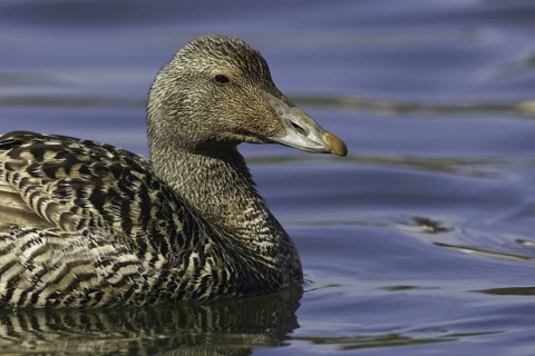 Common Eider (Somateria mollissima) female, Iceland