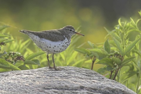 Spotted Sandpiper (Actitis macularius), Ontario, Canada