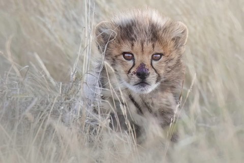 Cheetah (Acinonyx jubatus) lovely and cute cub close-up, Philippolis, South Africa