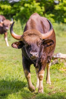 Portrait of a male Gaur (Bos gaurus gaurus) on a green meadow