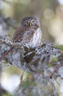 Eurasian Pygmy Owl (Glaucidium passerinum), Vorarlberg, Austria